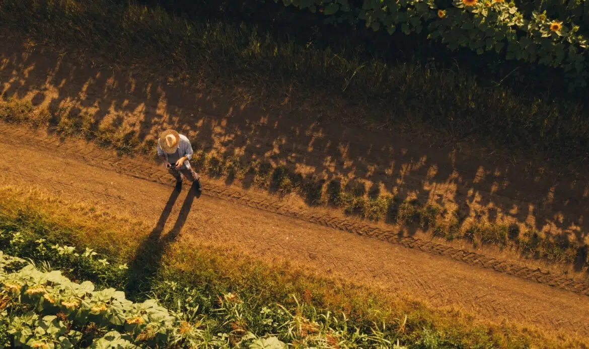 drone utilizzato in azienda agricola per controllare il raccolto