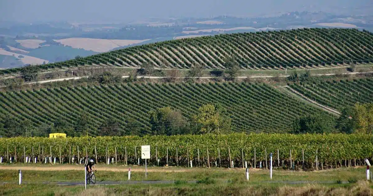Vigneti dove si produce il brunello a Montalcino Vigneti dove si produce il brunello a Montalcino
