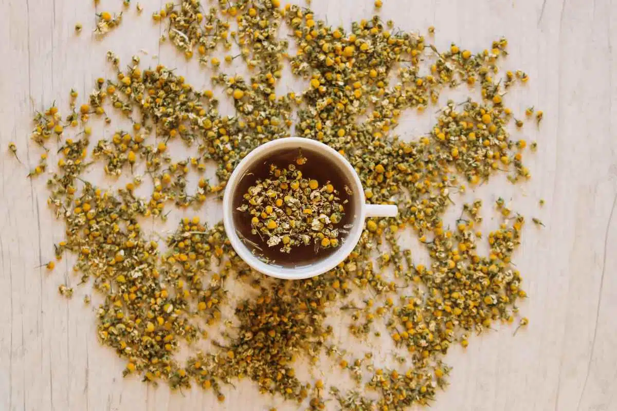 Fiori di camomilla: come preparare un infuso perfetto a casa 1